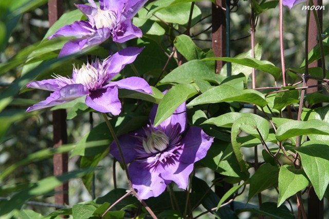 klematis